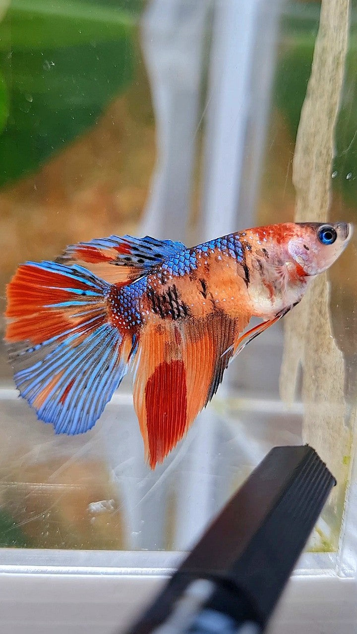 FEMALE HALFMOON METTALIC KOI MULTICOLOR BETTA FISH
