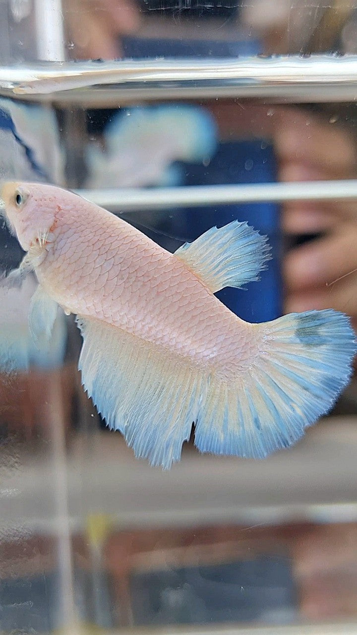 FEMALE HALFMOON WHITE BLUE RIM LINE BETTA FISH
