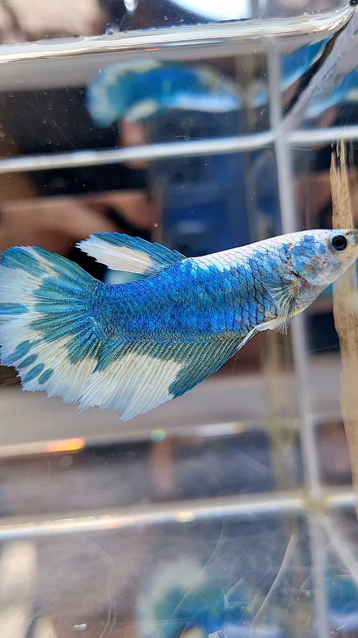 FEMALE HALFMOON BLUE MARBLE BETTA FISH