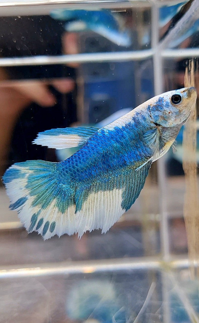 FEMALE HALFMOON BLUE MARBLE BETTA FISH
