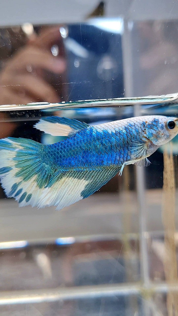 FEMALE HALFMOON BLUE MARBLE BETTA FISH