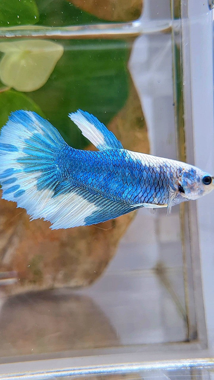 FEMALE HALFMOON BLUE MARBLE BETTA FISH