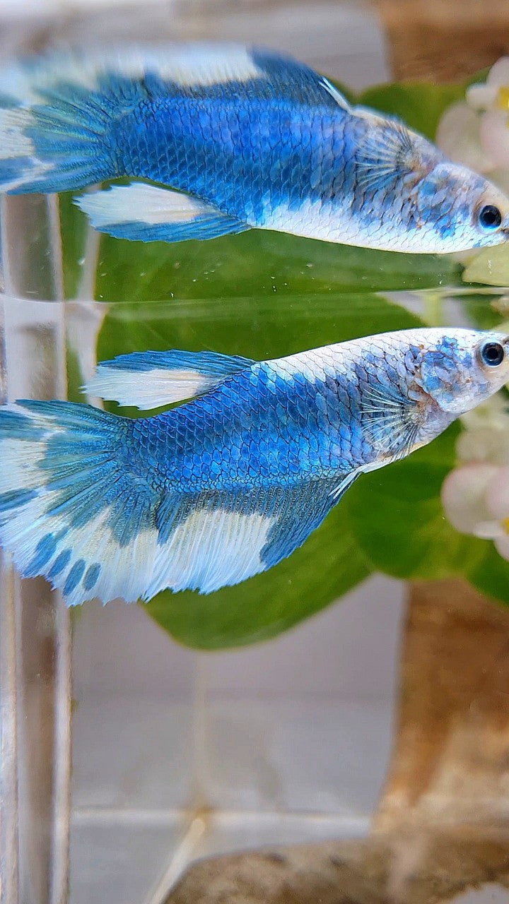 FEMALE HALFMOON BLUE MARBLE BETTA FISH