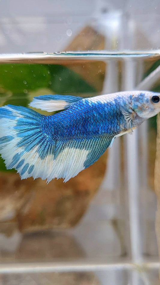FEMALE HALFMOON BLUE MARBLE BETTA FISH