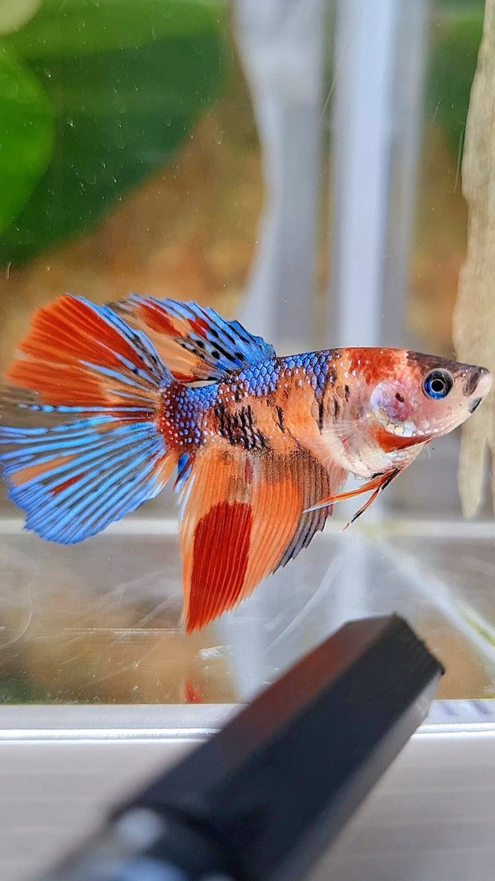 FEMALE HALFMOON METTALIC KOI MULTICOLOR BETTA FISH