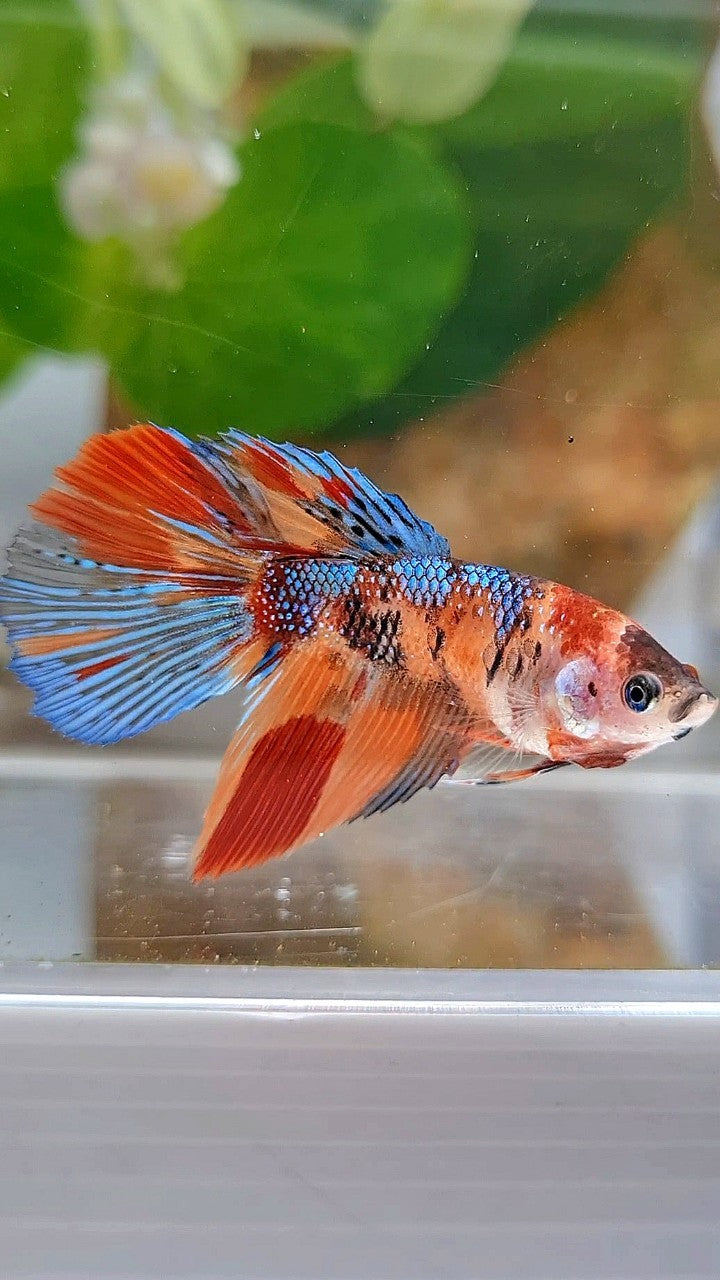 FEMALE HALFMOON METTALIC KOI MULTICOLOR BETTA FISH