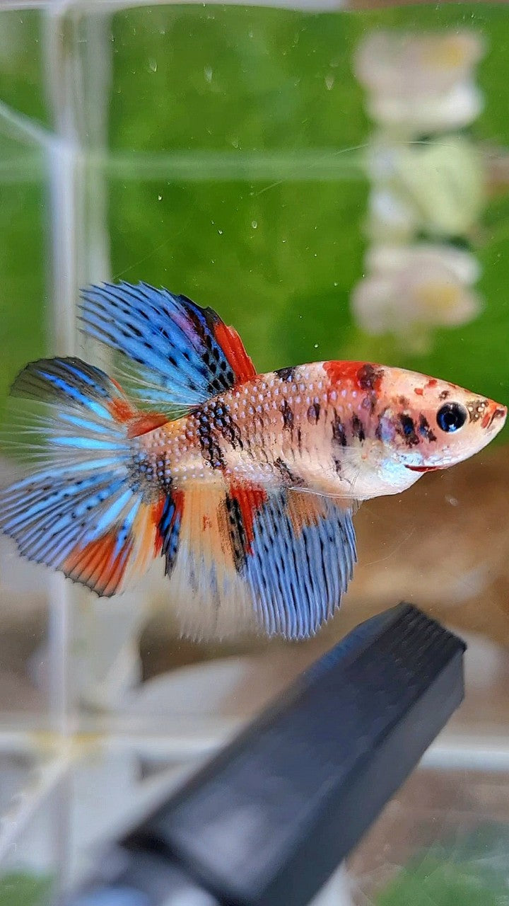 FEMALE HALFMOON METTALIC KOI MULTICOLOR BETTA FISH
