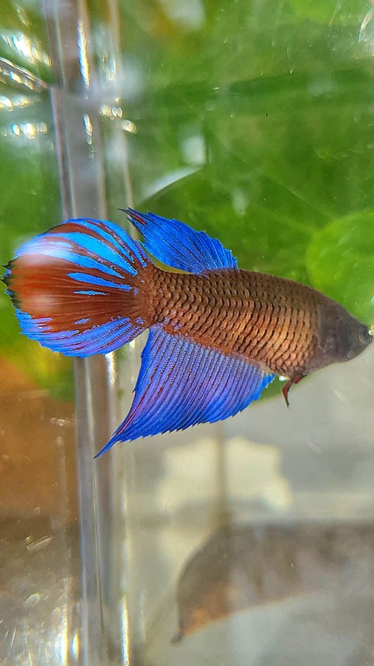 FEMALE VEILTAIL BLACK SAPPHIRE AVATAR BETTA FISH