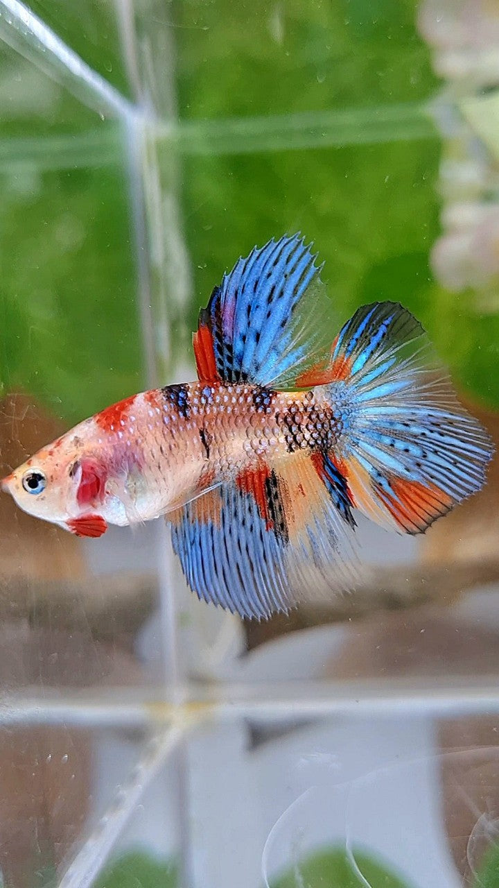 FEMALE HALFMOON METTALIC KOI MULTICOLOR BETTA FISH