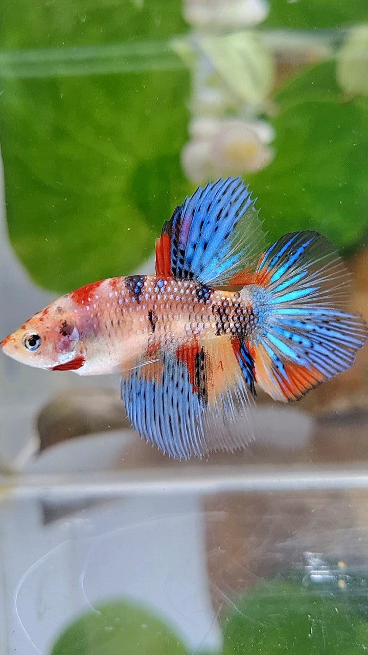 FEMALE HALFMOON METTALIC KOI MULTICOLOR BETTA FISH