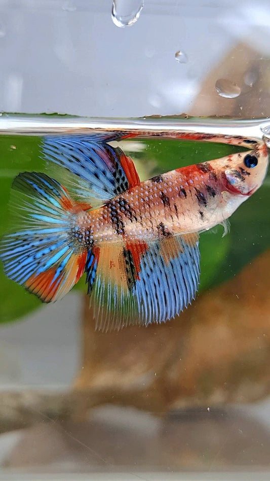 FEMALE HALFMOON METTALIC KOI MULTICOLOR BETTA FISH