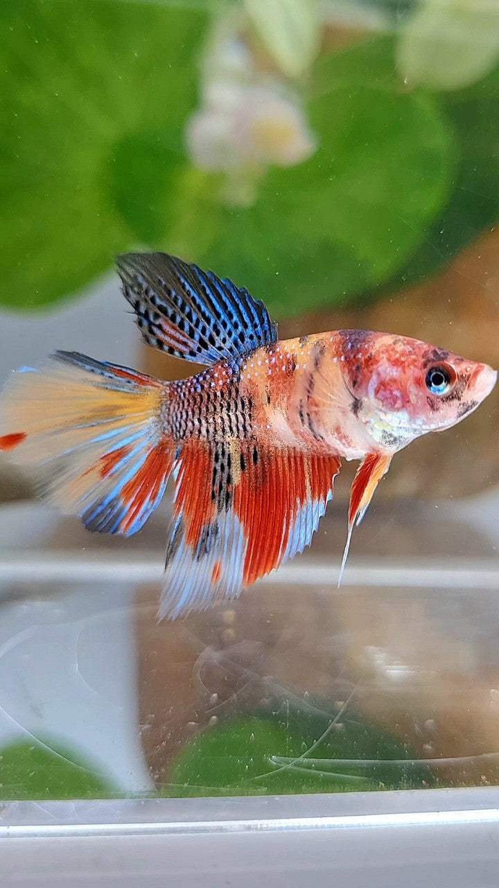 FEMALE HALFMOON KOI MULTICOLOR BETTA FISH