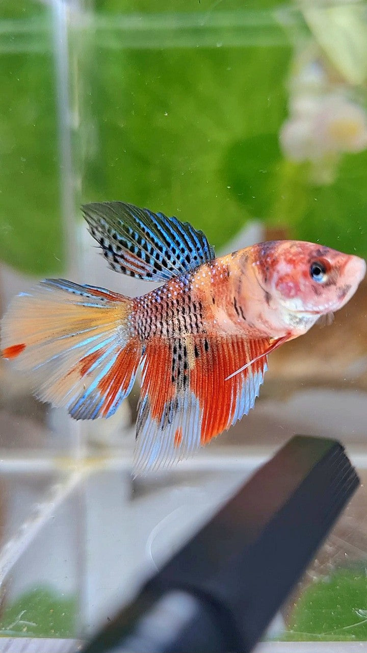 FEMALE HALFMOON KOI MULTICOLOR BETTA FISH