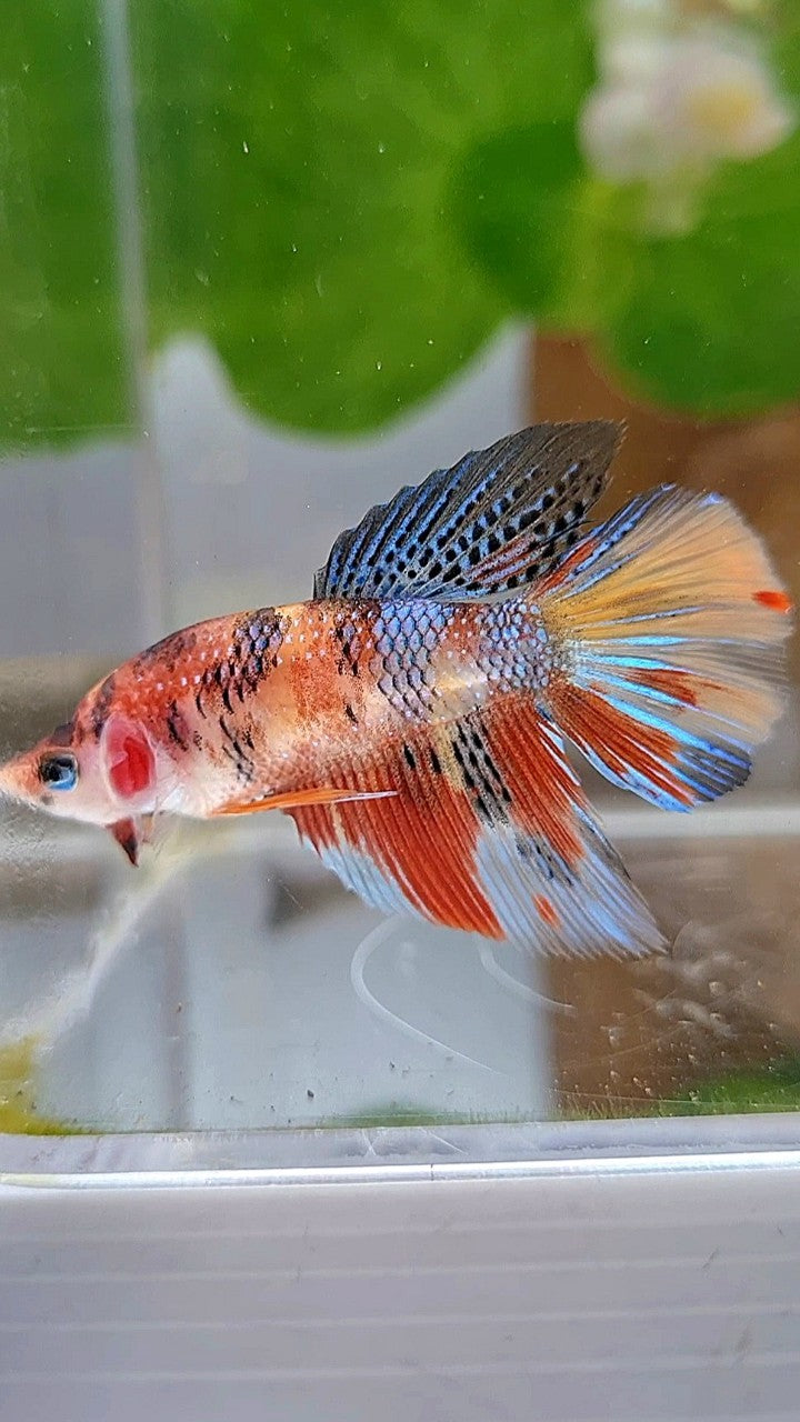 FEMALE HALFMOON KOI MULTICOLOR BETTA FISH