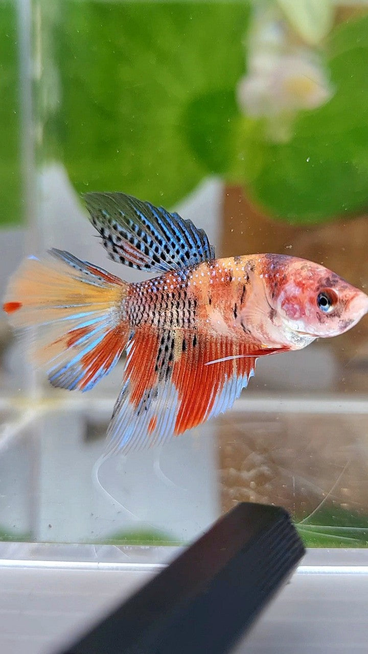 FEMALE HALFMOON KOI MULTICOLOR BETTA FISH
