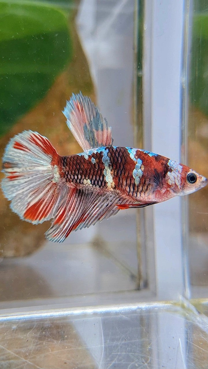 FEMALE HALFMOON RED KOI COPPER BETTA FISH