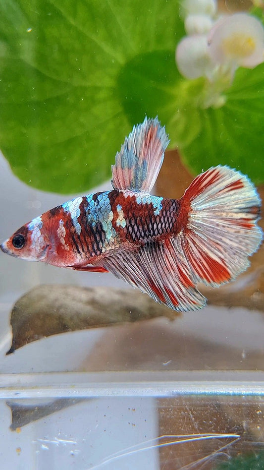 FEMALE HALFMOON RED KOI COPPER BETTA FISH