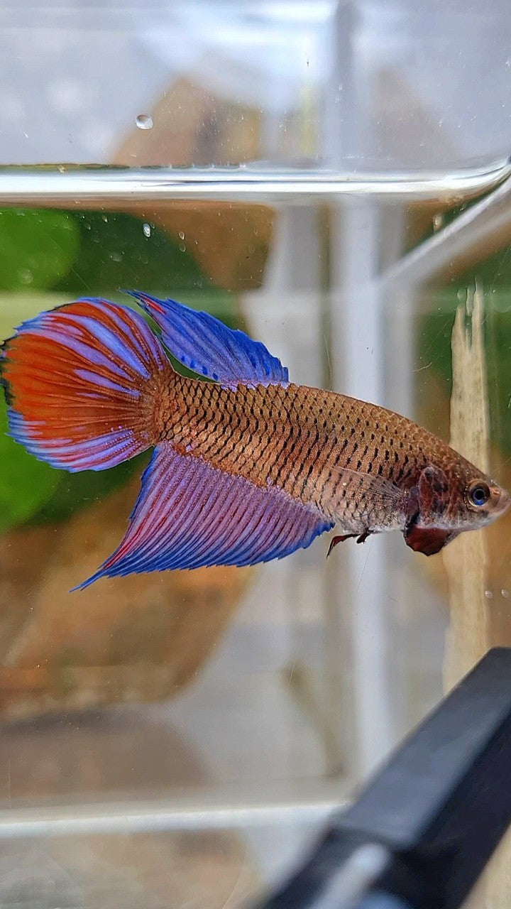 FEMALE VEILTAIL BLACK SAPPHIRE AVATAR BETTA FISH