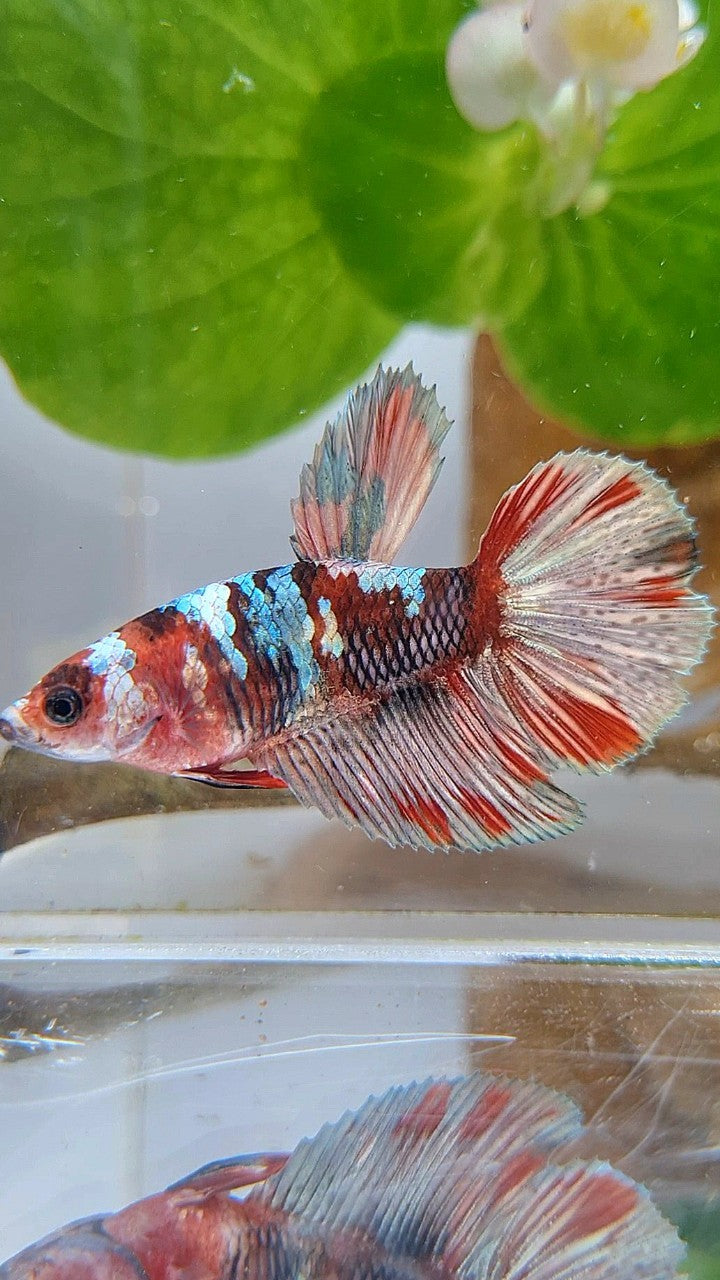 FEMALE HALFMOON RED KOI COPPER BETTA FISH