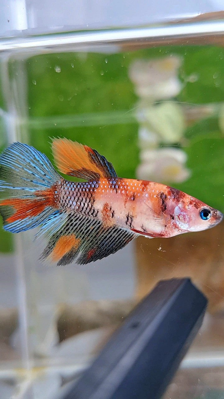 FEMALE HALFMOON KOI MULTICOLOR BETTA FISH