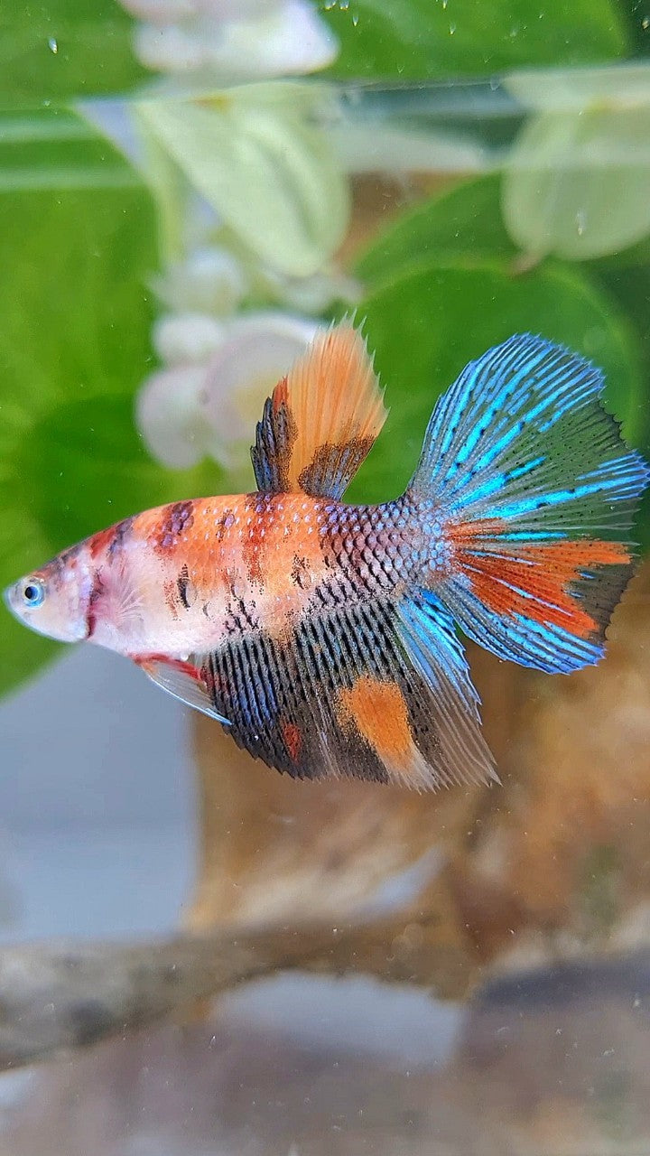 FEMALE HALFMOON KOI MULTICOLOR BETTA FISH