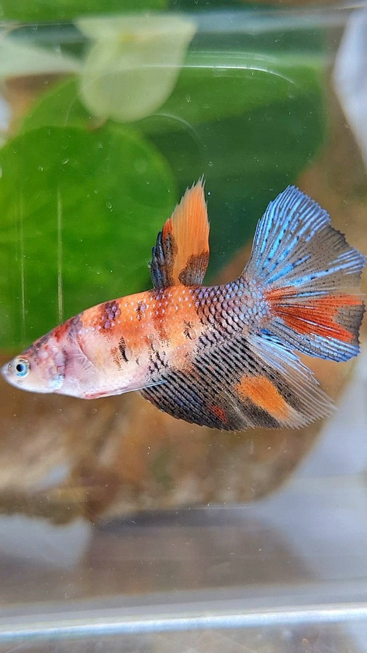 FEMALE HALFMOON KOI MULTICOLOR BETTA FISH