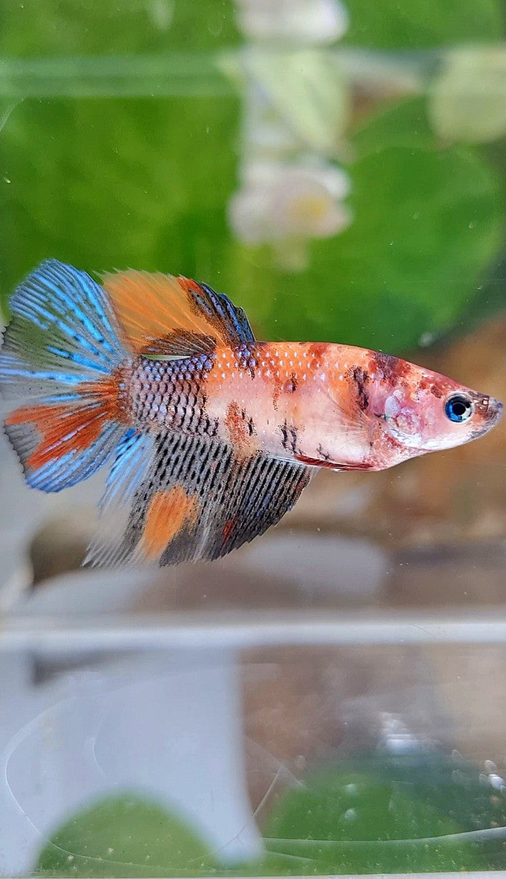 FEMALE HALFMOON KOI MULTICOLOR BETTA FISH