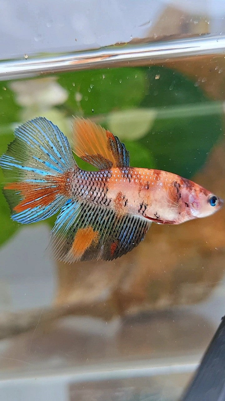 FEMALE HALFMOON KOI MULTICOLOR BETTA FISH
