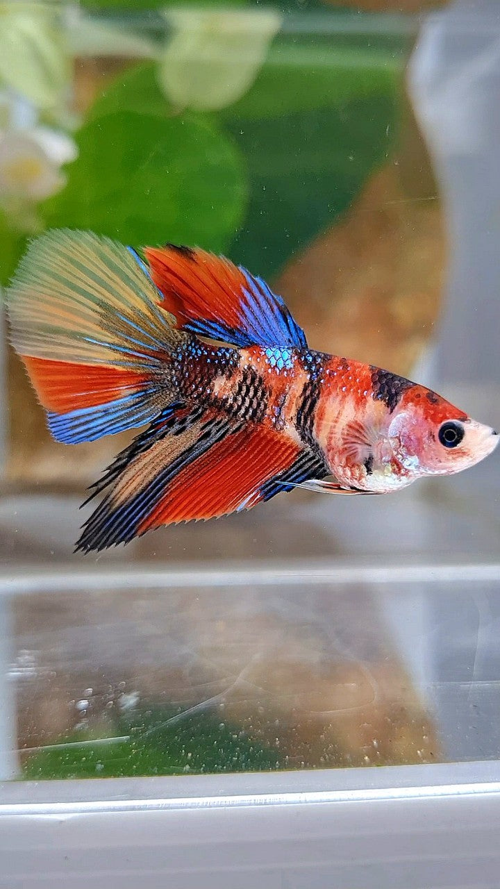 FEMALE HALFMOON KOI METTALIC MULTICOLOR BETTA FISH