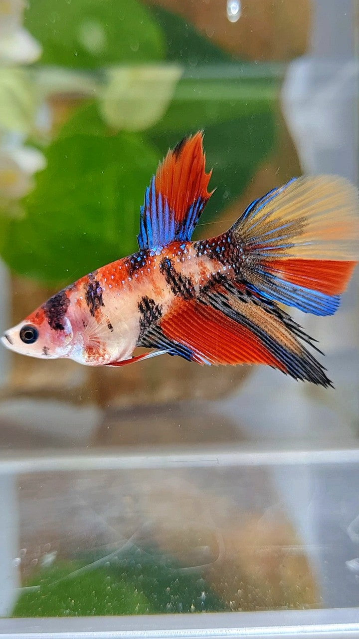 FEMALE HALFMOON KOI METTALIC MULTICOLOR BETTA FISH