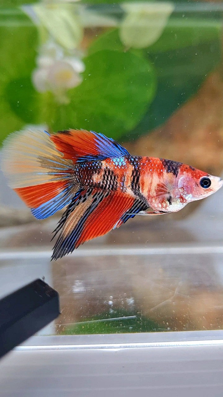 FEMALE HALFMOON KOI METTALIC MULTICOLOR BETTA FISH