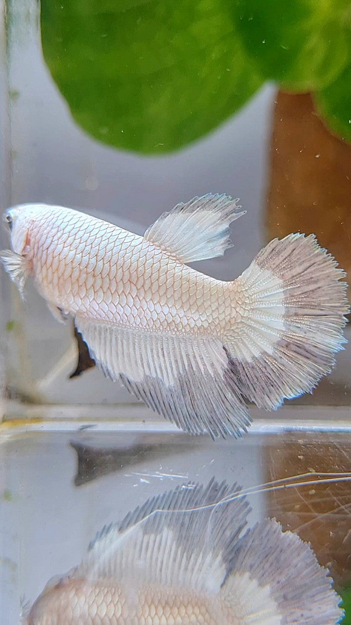 FEMALE HALFMOON COPPER RIM BUTTERFLY BETTA FISH