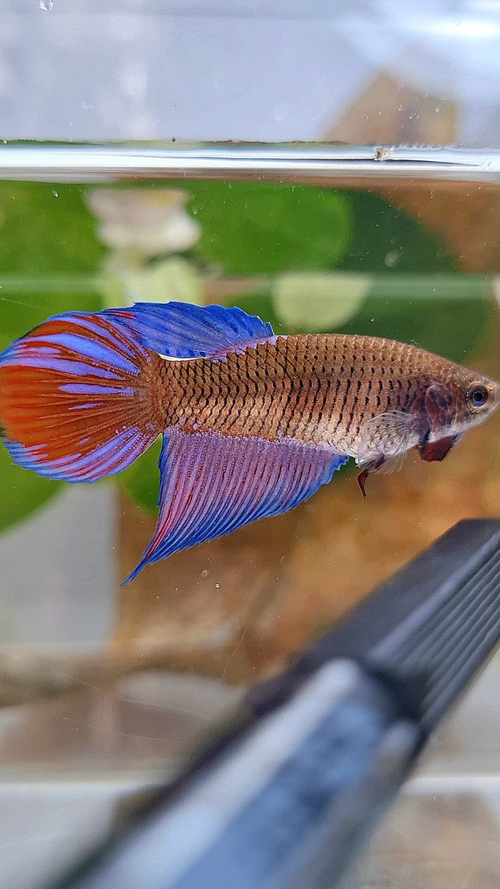 FEMALE VEILTAIL BLACK SAPPHIRE AVATAR BETTA FISH