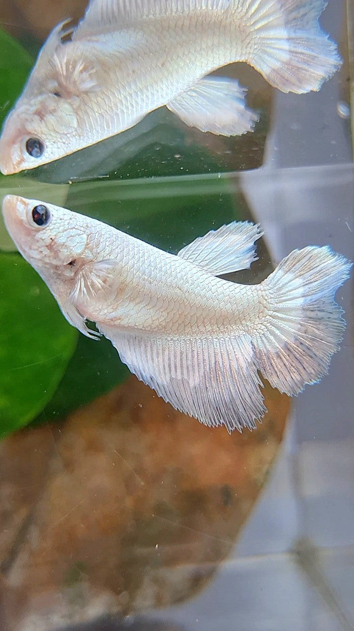 FEMALE HALFMOON COPPER RIM BUTTERFLY BETTA FISH