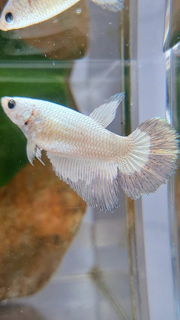 FEMALE HALFMOON COPPER RIM BUTTERFLY BETTA FISH