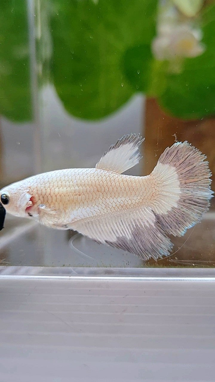 FEMALE HALFMOON COPPER RIM BUTTERFLY BETTA FISH