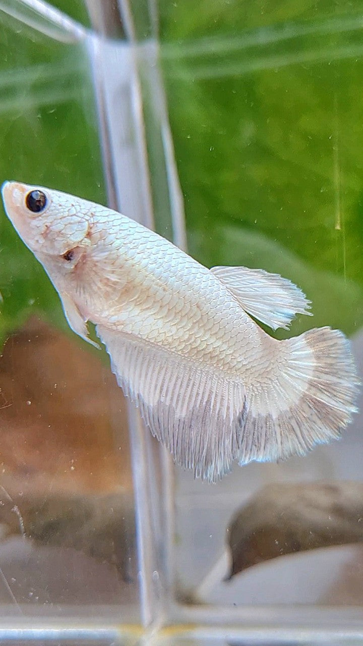 FEMALE HALFMOON COPPER RIM BUTTERFLY BETTA FISH