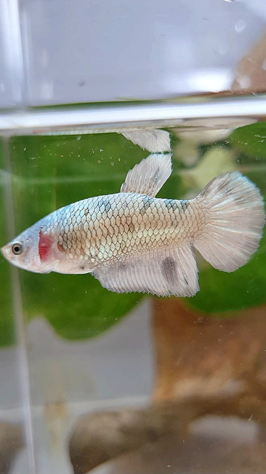 FEMALE HALFMOON WHITE DOTS COPPER BETTA FISH