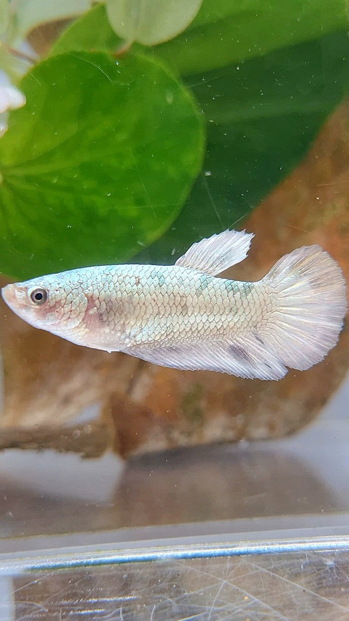 FEMALE HALFMOON WHITE DOTS COPPER BETTA FISH