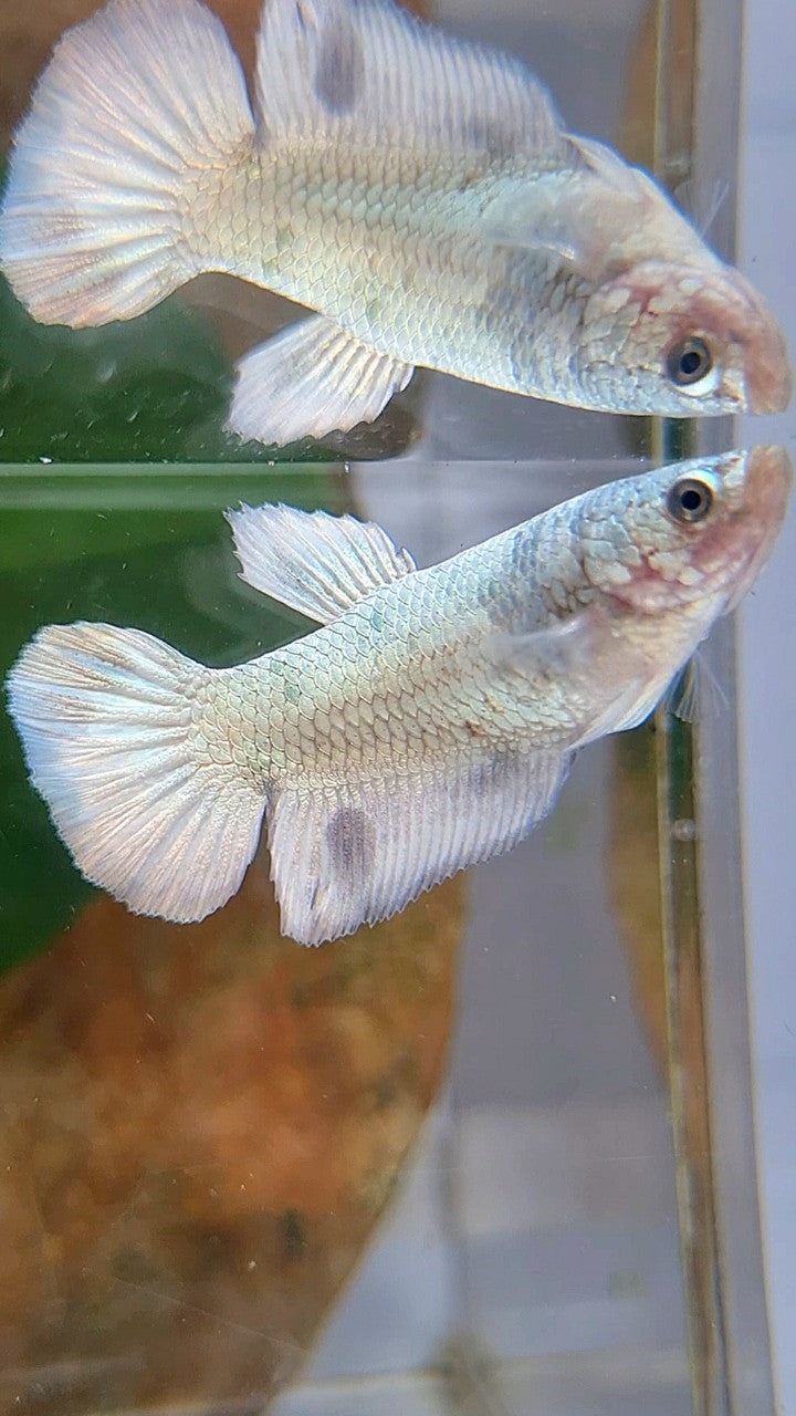 FEMALE HALFMOON WHITE DOTS COPPER BETTA FISH