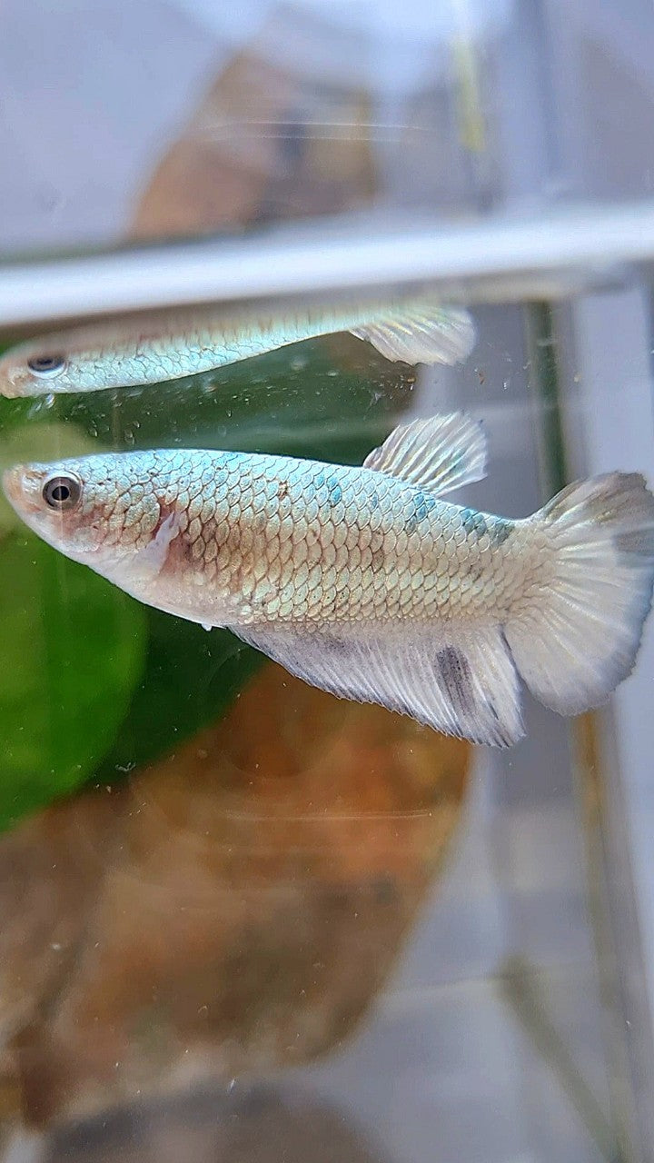 FEMALE HALFMOON WHITE DOTS COPPER BETTA FISH