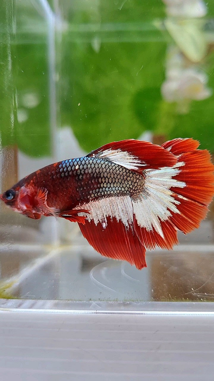 FEMALE HALFMOON RED FCCP COPPER ARMY BETTA FISH