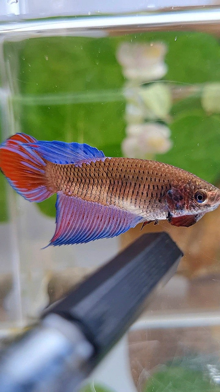 FEMALE VEILTAIL BLACK SAPPHIRE AVATAR BETTA FISH