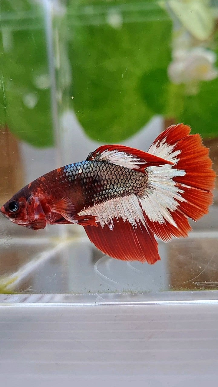 FEMALE HALFMOON RED FCCP COPPER ARMY BETTA FISH