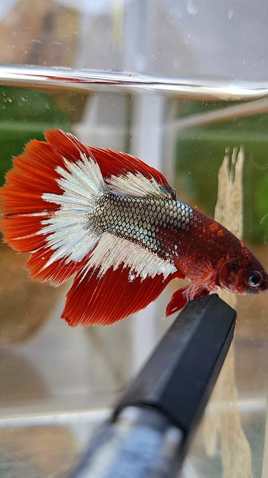 FEMALE HALFMOON RED FCCP COPPER ARMY BETTA FISH