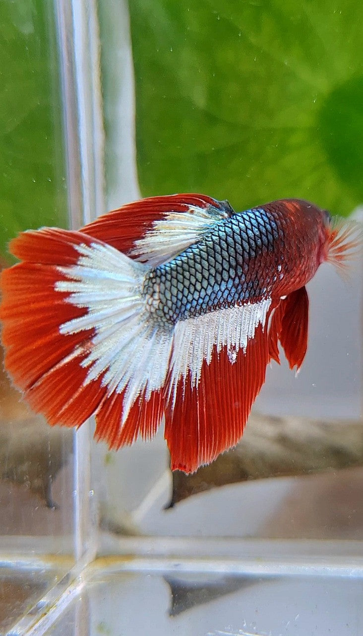 FEMALE HALFMOON RED FCCP COPPER ARMY BETTA FISH