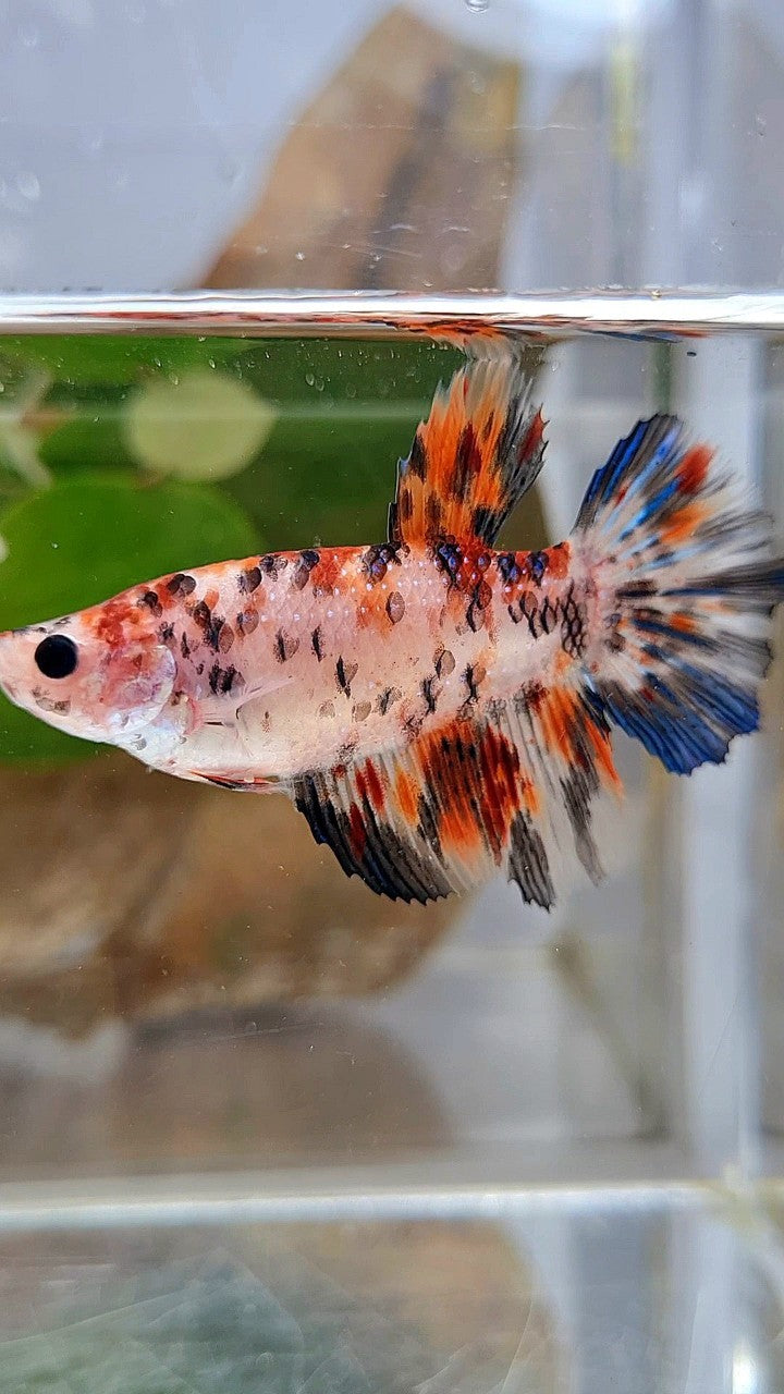 FEMALE HALFMOON KOI TIGER MULTICOLOR BETTA FISH
