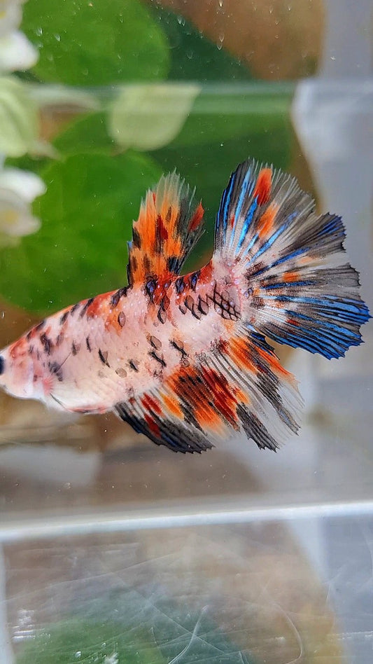 FEMALE HALFMOON KOI TIGER MULTICOLOR BETTA FISH