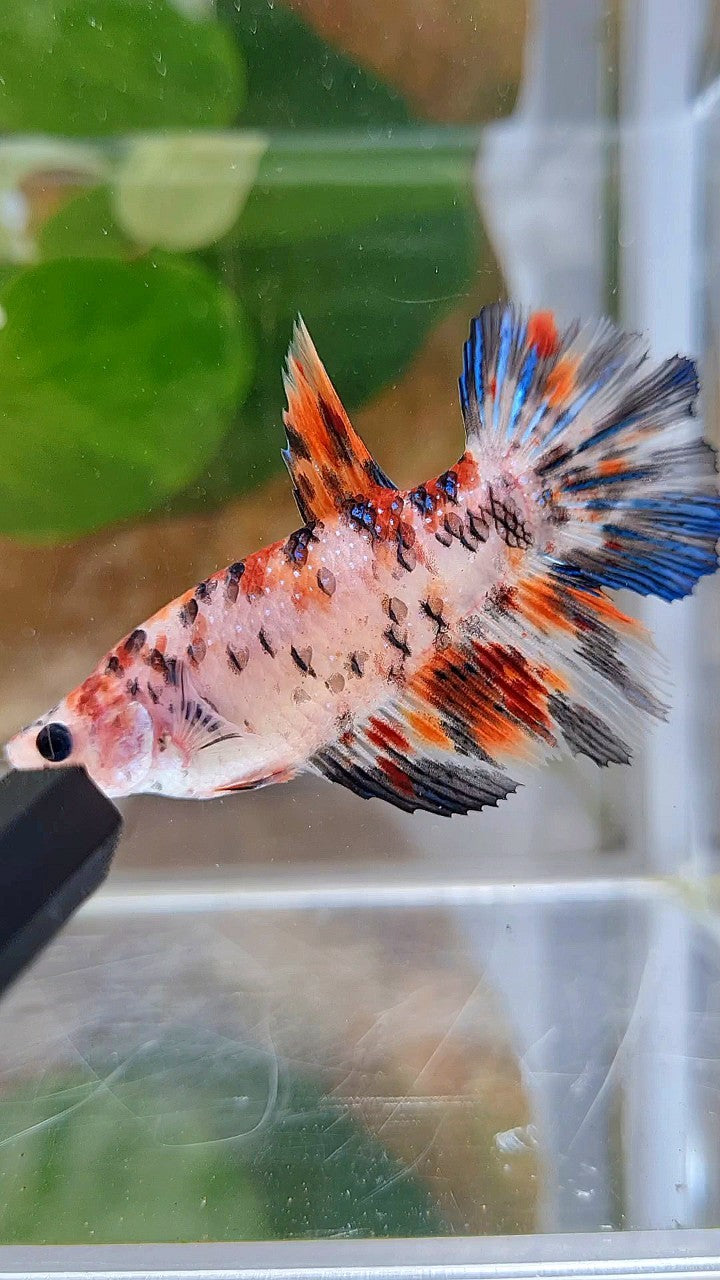 FEMALE HALFMOON KOI TIGER MULTICOLOR BETTA FISH