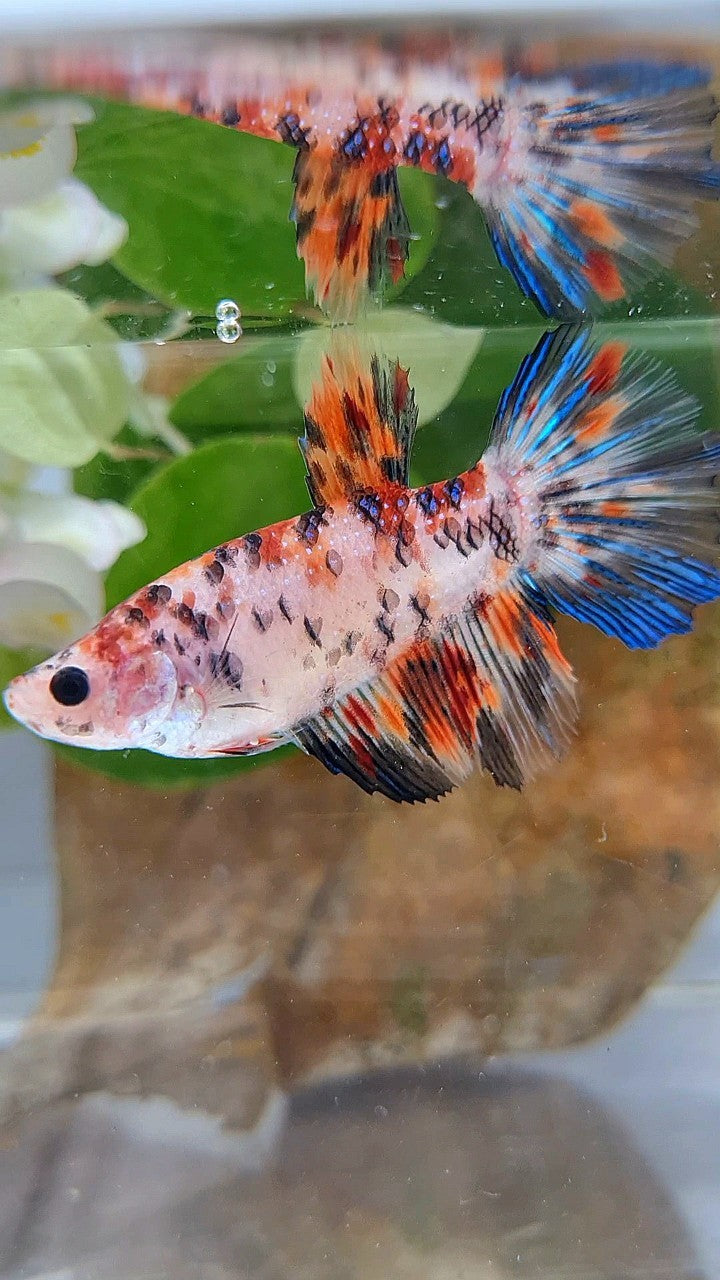FEMALE HALFMOON KOI TIGER MULTICOLOR BETTA FISH